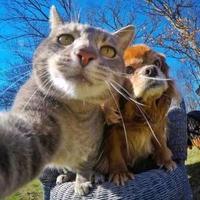 博学多才舞动香蕉头像