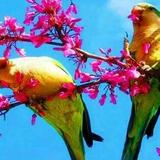 乐天派艾伯特1P5头像