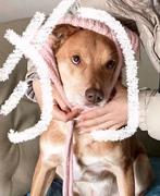 青椒啊的个人资料头像