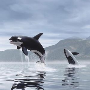 流年头像