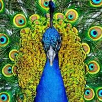 曾经有飞歌头像