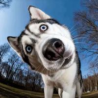 该用户已注销户口头像