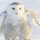 hxhx的个人资料头像