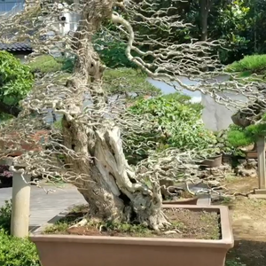 杨凌力丰种植专业合作社头像