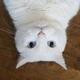 fu猫猫头像