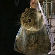 一只菜鸟前端的个人资料头像