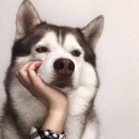 骏捷小瓦罐头像