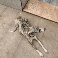 花满楼的头条头像