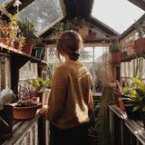 芒果27788头像