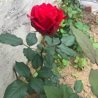 用户5543320763313头像