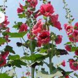 用户1463830172200头像