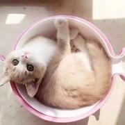 阶梯748的个人资料头像