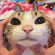 ycy2017的个人资料头像