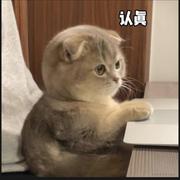 短腿小卤蛋的个人资料头像