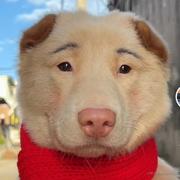 木棉籽的个人资料头像