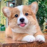 小林真顾德头像