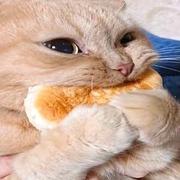 小名唐不苦的个人资料头像