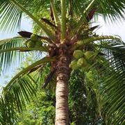 羊毫的个人资料头像