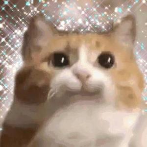菠萝猫剧场头像
