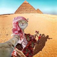 极速原野Icf头像