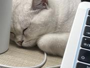 游八百米的鳄鱼的个人资料头像