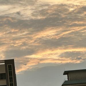 幸福小羊驼头像