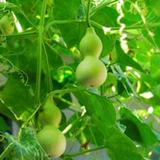 随遇而安59459头像