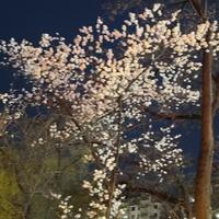 本溪中升广通日谭婷婷头像