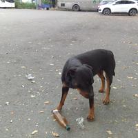 忠实的朋友头像