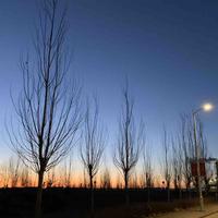 胡杨朝夕头像