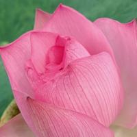 清新菠萝rR头像