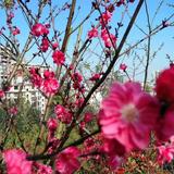 花落花开又一春775头像