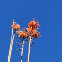 老驾龄新小白头像