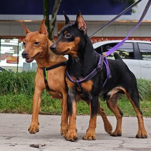 绿野仙踪生态观光园之猛犬世家犬舍头像