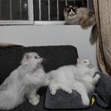 风趣猫之家头像