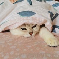 聪明的小杏仁头像