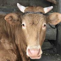 您就当我不存在就好头像