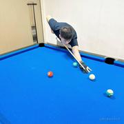 冰美式一杯的个人资料头像