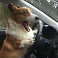 驾龄多年的新手司机头像