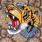 Evolution1991头像