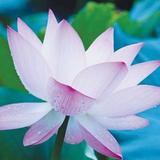 石头和姗姗465头像