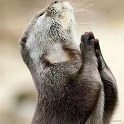 我发现一个问题的个人资料头像