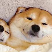 麒白掌的个人资料头像