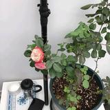 青蛙大王子头像