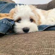 芒果布丁202的个人资料头像