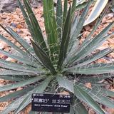醉红颜3569头像