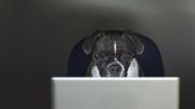 Coding_Bear的个人资料头像