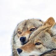 胖头鱼661的个人资料头像