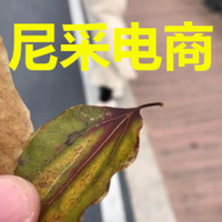 尼彩电商头像