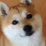 Java探索的个人资料头像